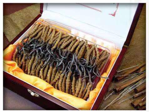 博罗冬虫夏草回收